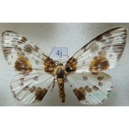 Abraxas sylvata (Scopoli, 1763) Plamiec leśniak Czech4j